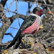 Lewis's Woodpecker